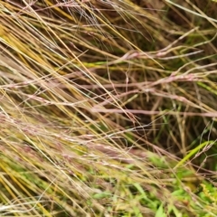 Nassella trichotoma at Isaacs Ridge and Nearby - 12 Nov 2023 10:44 AM