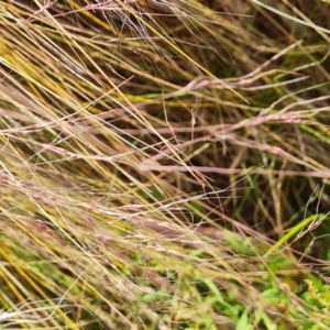 Nassella trichotoma at Isaacs Ridge and Nearby - 12 Nov 2023 10:44 AM