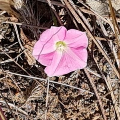 Convolvulus angustissimus subsp. angustissimus (Australian Bindweed) at Isaacs Ridge - 11 Nov 2023 by Mike