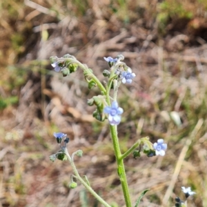 Cynoglossum australe at Isaacs Ridge and Nearby - 12 Nov 2023 10:12 AM