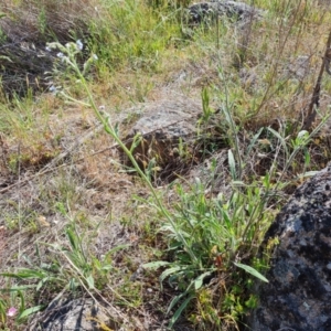 Cynoglossum australe at Isaacs Ridge and Nearby - 12 Nov 2023