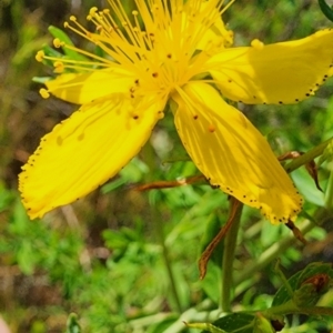 Hypericum perforatum at Mount Majura - 12 Nov 2023