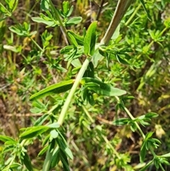 Hypericum perforatum at Mount Majura - 12 Nov 2023