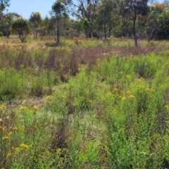 Hypericum perforatum at Mount Majura - 12 Nov 2023