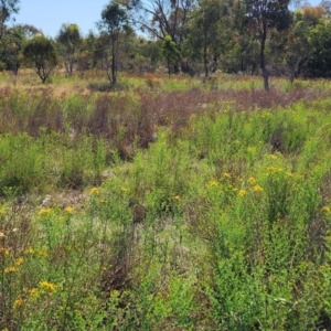 Hypericum perforatum at Mount Majura - 12 Nov 2023