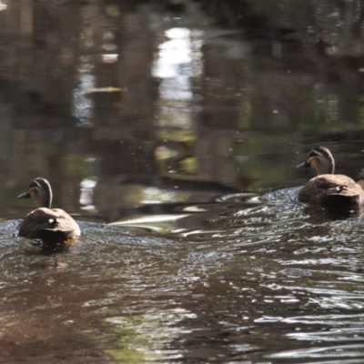 Anas superciliosa (Pacific Black Duck) at Brunswick Heads, NSW - 28 Oct 2023 by macmad