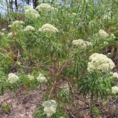 Cassinia longifolia at Mount Taylor - 11 Nov 2023 01:08 PM