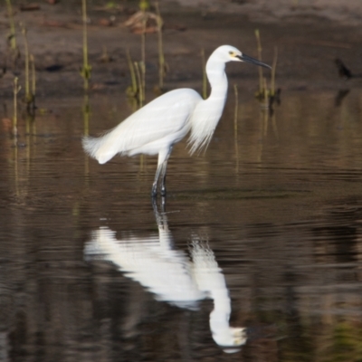 Egretta garzetta (Little Egret) at Brunswick Heads, NSW - 29 Oct 2023 by macmad