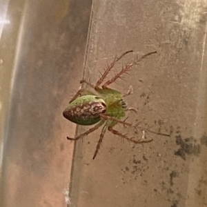 Oxyopidae (family) at Nanima, NSW - 12 Nov 2023