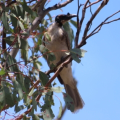 Philemon corniculatus (Noisy Friarbird) at Tuggeranong, ACT - 11 Nov 2023 by MatthewFrawley
