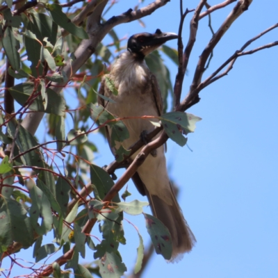Philemon corniculatus (Noisy Friarbird) at Tuggeranong, ACT - 11 Nov 2023 by MatthewFrawley