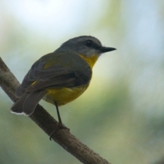 Eopsaltria australis (Eastern Yellow Robin) at Brunswick Heads, NSW - 30 Oct 2023 by macmad