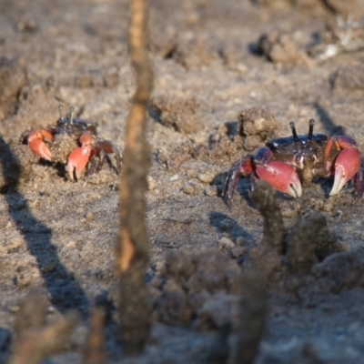 Unverified Crab, Prawn, Barnacle (Crustacea) at Brunswick Heads, NSW - 30 Oct 2023 by macmad