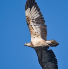 Haliaeetus leucogaster (White-bellied Sea-Eagle) at Brunswick Heads, NSW - 30 Oct 2023 by macmad