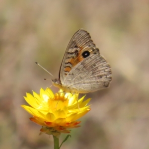 Junonia villida at Mount Taylor - 11 Nov 2023