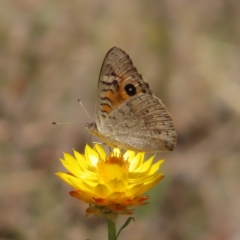 Junonia villida at Mount Taylor - 11 Nov 2023 01:10 PM
