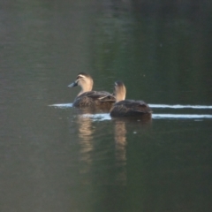 Anas superciliosa (Pacific Black Duck) at Brunswick Heads, NSW - 31 Oct 2023 by macmad