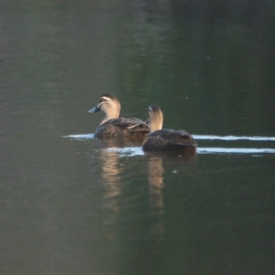Anas superciliosa (Pacific Black Duck) at Brunswick Heads, NSW - 30 Oct 2023 by macmad