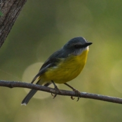 Eopsaltria australis (Eastern Yellow Robin) at Brunswick Heads, NSW - 30 Oct 2023 by macmad