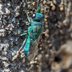 Primeuchroeus sp. (genus) (Cuckoo Wasp) at Holder, ACT - 11 Nov 2023 by Miranda