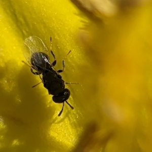 Eurytomidae (family) at Holder Wetlands - 12 Nov 2023