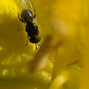 Eurytomidae (family) at Holder Wetlands - 12 Nov 2023