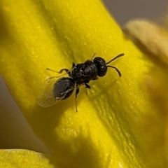 Eurytomidae (family) at Holder Wetlands - 12 Nov 2023