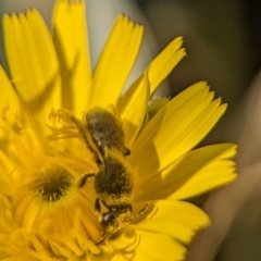 Lasioglossum (Chilalictus) lanarium (Halictid bee) at Holder, ACT - 12 Nov 2023 by Miranda