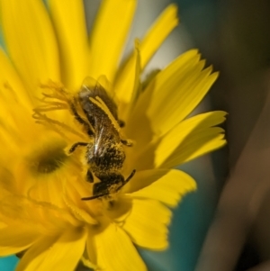 Lasioglossum (Chilalictus) lanarium at Holder, ACT - 12 Nov 2023 10:41 AM