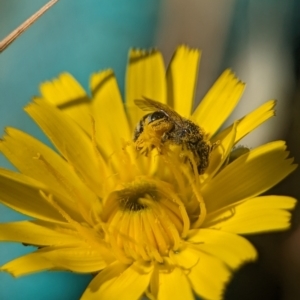 Lasioglossum (Chilalictus) lanarium at Holder, ACT - 12 Nov 2023 10:41 AM