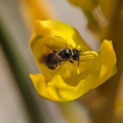 Halictidae (family) at Holder Wetlands - 11 Nov 2023 by Miranda