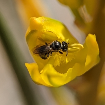 Halictidae (family) at Holder Wetlands - 12 Nov 2023 by Miranda