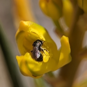 Halictidae (family) at Holder Wetlands - 12 Nov 2023