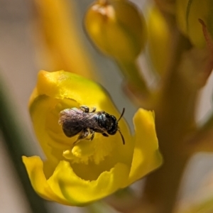 Halictidae (family) at Holder Wetlands - 12 Nov 2023