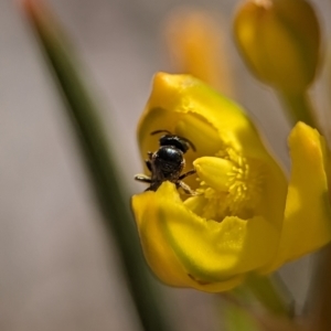 Halictidae (family) at Holder Wetlands - 12 Nov 2023