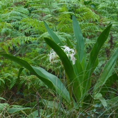 Crinum pedunculatum (Swamp Lily, River Lily, Mangrove Lily) at Brunswick Heads, NSW - 31 Oct 2023 by macmad