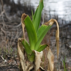 Crinum pedunculatum (Swamp Lily, River Lily, Mangrove Lily) at Brunswick Heads, NSW - 31 Oct 2023 by macmad