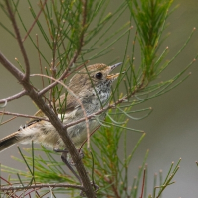 Acanthiza pusilla (Brown Thornbill) at Brunswick Heads, NSW - 31 Oct 2023 by macmad