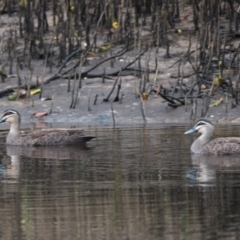 Anas superciliosa (Pacific Black Duck) at Brunswick Heads, NSW - 1 Nov 2023 by macmad