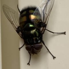Rutilia sp. (genus) (A Rutilia bristle fly, subgenus unknown) at Theodore, ACT - 12 Nov 2023 by Cardy