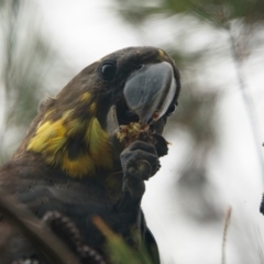 Calyptorhynchus lathami (Glossy Black-Cockatoo) at Brunswick Heads, NSW - 3 Nov 2023 by macmad