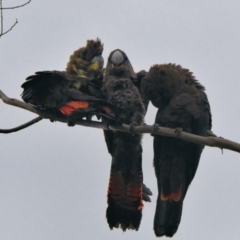 Calyptorhynchus lathami lathami (Glossy Black-Cockatoo) at Brunswick Heads, NSW - 3 Nov 2023 by macmad