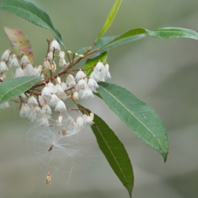 Elaeocarpus reticulatus (Blueberry Ash, Fairy Petticoats) at Brunswick Heads, NSW - 4 Nov 2023 by macmad