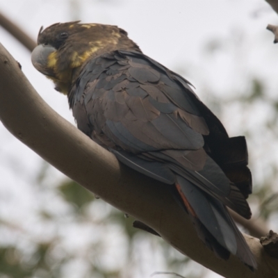 Calyptorhynchus lathami (Glossy Black-Cockatoo) at Brunswick Heads, NSW - 4 Nov 2023 by macmad