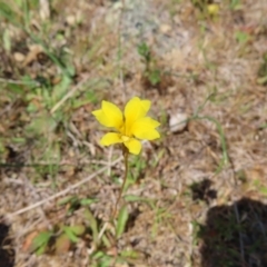 Goodenia pinnatifida (Scrambled Eggs) at Mount Taylor - 11 Nov 2023 by MatthewFrawley