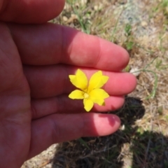 Goodenia pinnatifida at Mount Taylor - 11 Nov 2023 01:19 PM