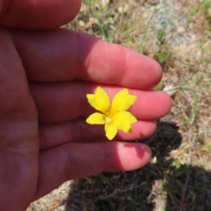 Goodenia pinnatifida at Mount Taylor - 11 Nov 2023