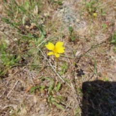 Goodenia pinnatifida at Mount Taylor - 11 Nov 2023 01:19 PM