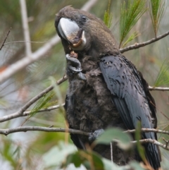 Calyptorhynchus lathami lathami (Glossy Black-Cockatoo) at Brunswick Heads, NSW - 4 Nov 2023 by macmad