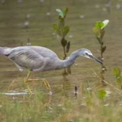 Egretta novaehollandiae (White-faced Heron) at Brunswick Heads, NSW - 4 Nov 2023 by macmad